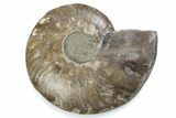 Cut & Polished Ammonite Fossil (Half) - Madagascar #362409-1